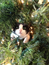 mr. tiggs
