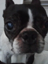doody milam