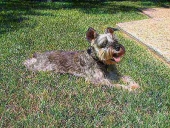 pepper brown