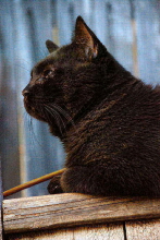 zorro hayes