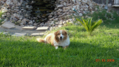 buddy reynolds ledbetter
