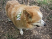 d.o.g.g. guerrero