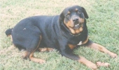 rocky -