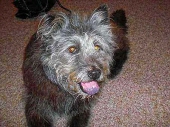 bear ritterbusch