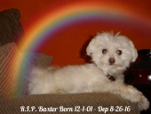 baxter villarreal