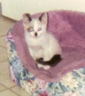 precious baby williams