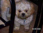 paul anka