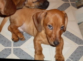 marley rayos
