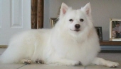sophie collie