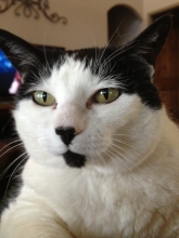 miss kitty millikan