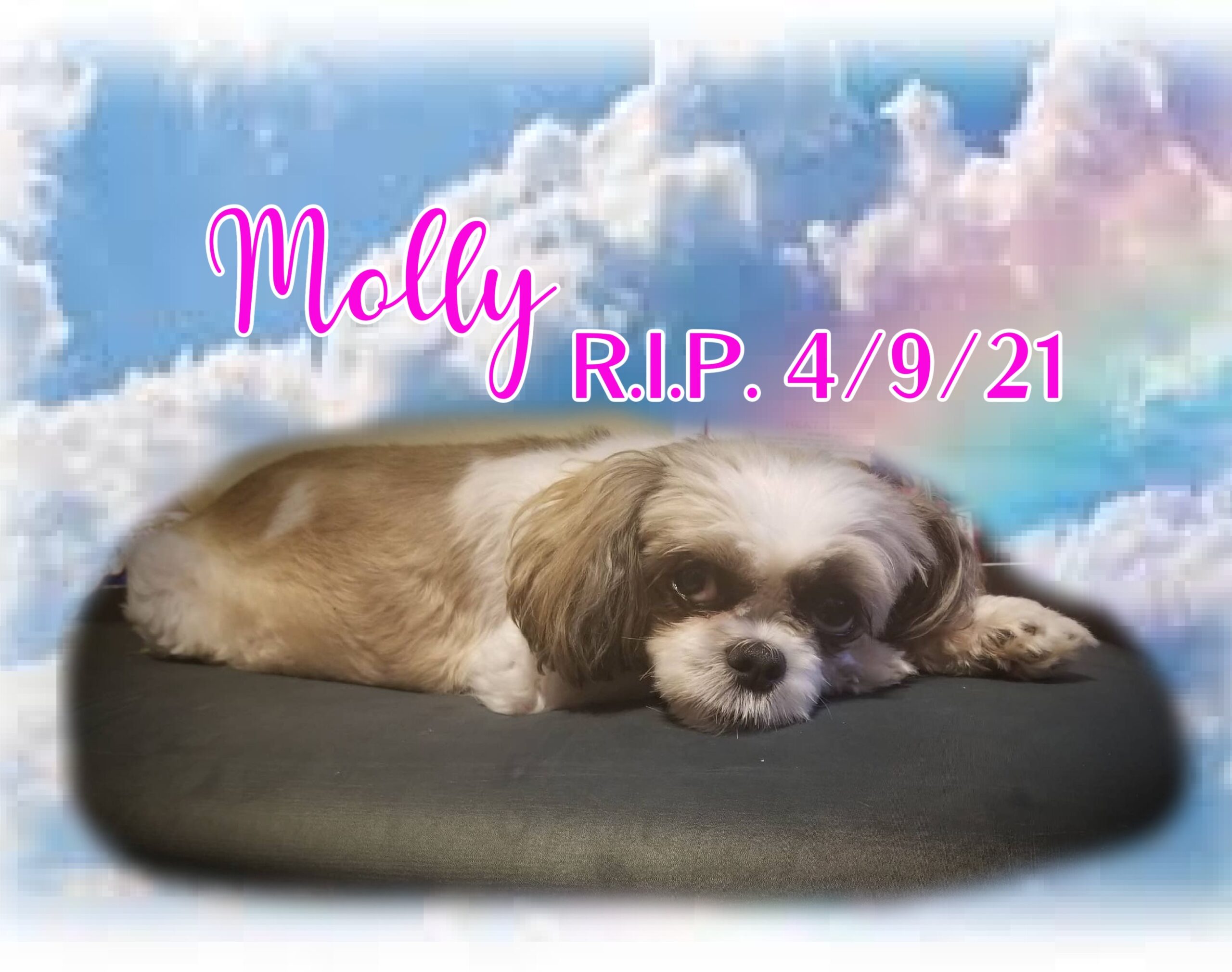 molly perales