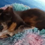 princess pickles islas Gallery