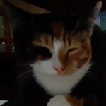 princess pickles islas Gallery