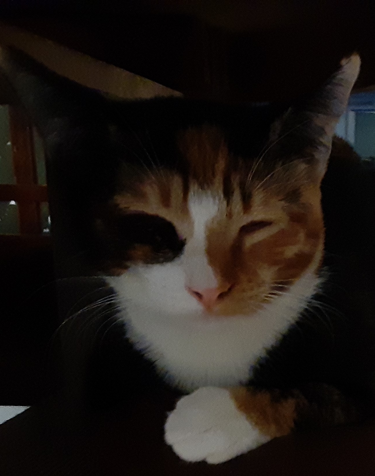 princess pickles islas