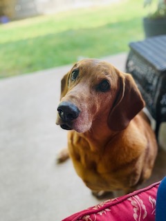 duke shunn