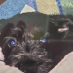 savannah moye Gallery