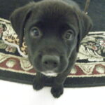 hercules de luna Gallery