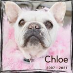 chloe morgan Gallery