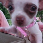 minnie williams Gallery