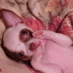 minnie williams Gallery