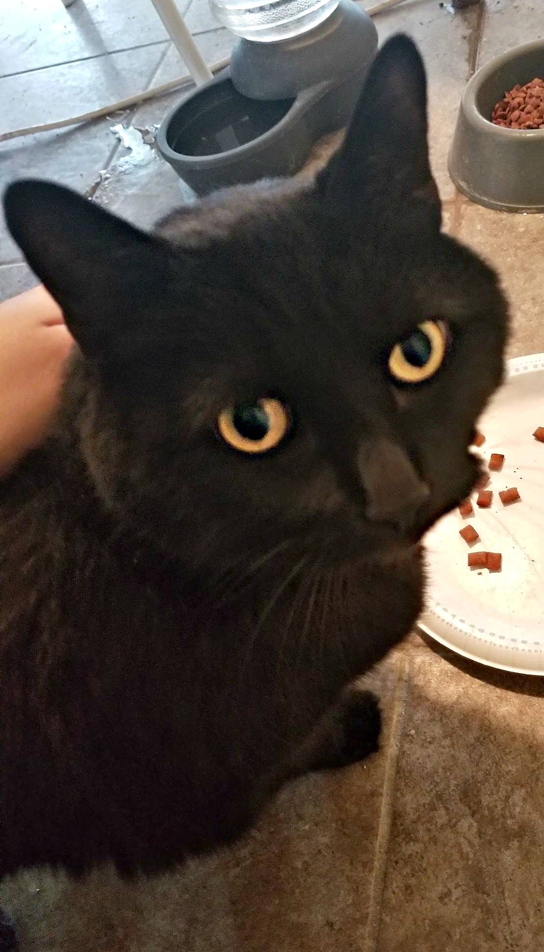 blackie nagle