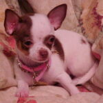 minnie williams Gallery