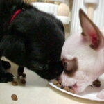 minnie williams Gallery