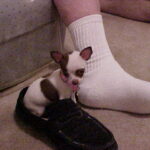 minnie williams Gallery