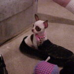 minnie williams Gallery