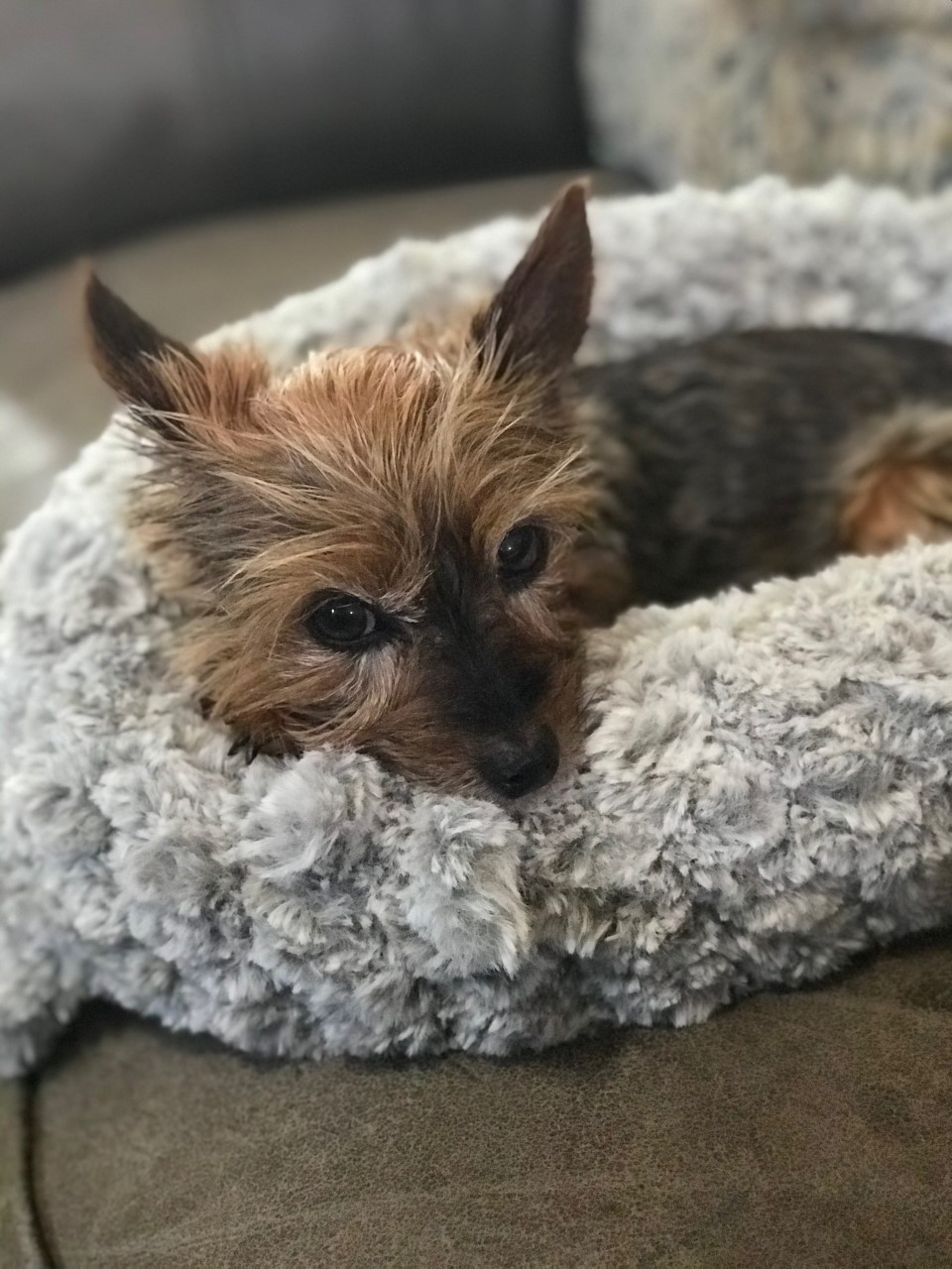 daisy dog