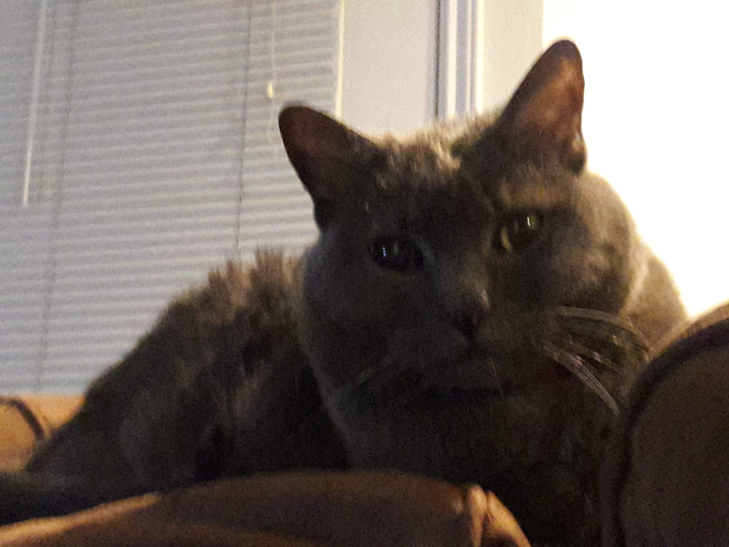 gracie kat lopez