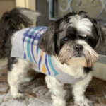 buddy zamudio Gallery