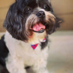 buddy zamudio Gallery