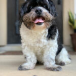 buddy zamudio Gallery