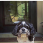 buddy zamudio Gallery