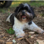 buddy zamudio Gallery