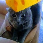 gracie kat lopez Gallery