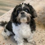 buddy zamudio Gallery