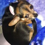 bailey rocha Gallery