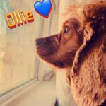 ollie rivers valdez-silva Gallery