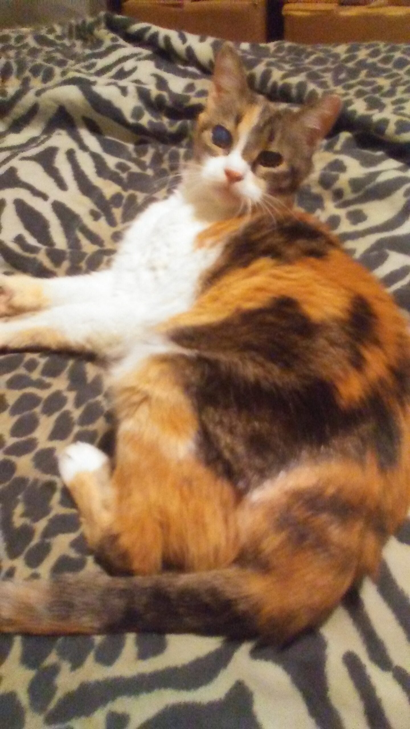 kitty lujan