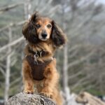 bruno bailey Gallery