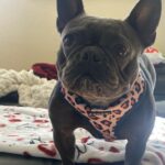 kobe benzaquen Gallery