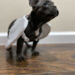 kobe benzaquen Gallery