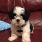 butch aguilar Gallery