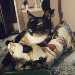 quinifred cierlak Gallery