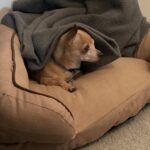 reese porter Gallery