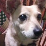 sugar vargas Gallery