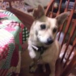 sugar vargas Gallery