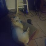 sugar vargas Gallery